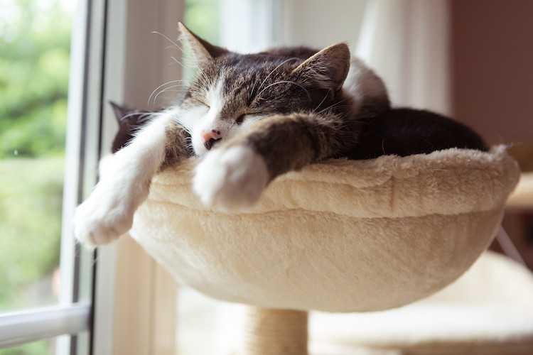 How to Reset Your Body Clock How to Reset Your Body Clock