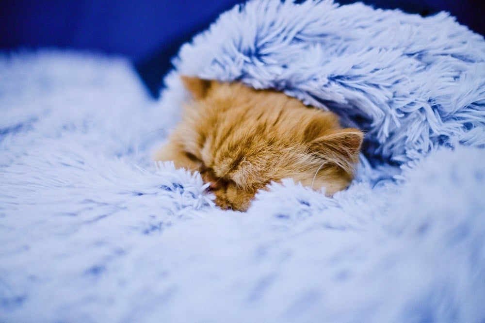 Why Do We Sleep Under Blankets? Why Do We Sleep Under Blankets?