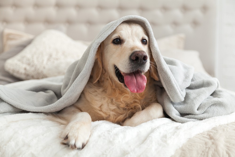 This is How Often Should You Wash Sheets and Pillowcases (+Cleaning Tips) This is How Often Should You Wash Sheets and Pillowcases (+Cleaning Tips)