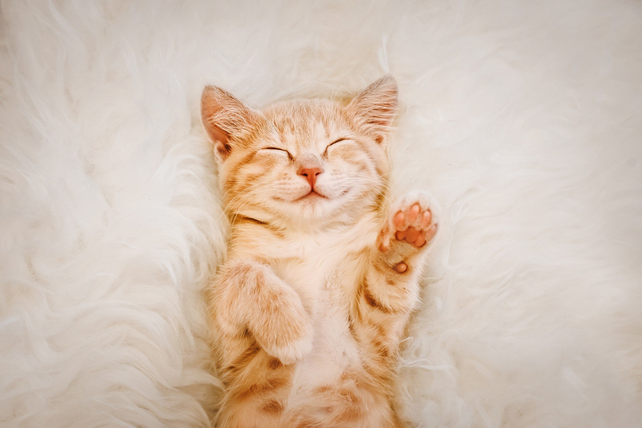 Is Napping Good For You? Is Napping Good For You?